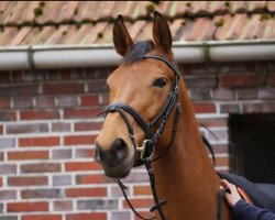 broodmare Qualitys little Girl (Oldenburg show jumper, 2009, from Quality 9)