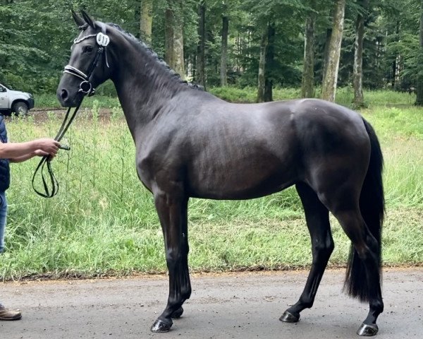 dressage horse Belle Noire WES (Westphalian, 2017, from Bodyguard 49)