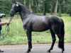 dressage horse Belle Noire WES (Westphalian, 2017, from Bodyguard 49)