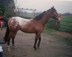 Deckhengst Eastside's Prins Maurits (Nederlands Appaloosa Pony,  , von Sarouch ox)