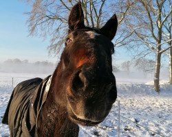 broodmare Magical Affair (Hungarian Warmblood, 1991, from Masetta xx)