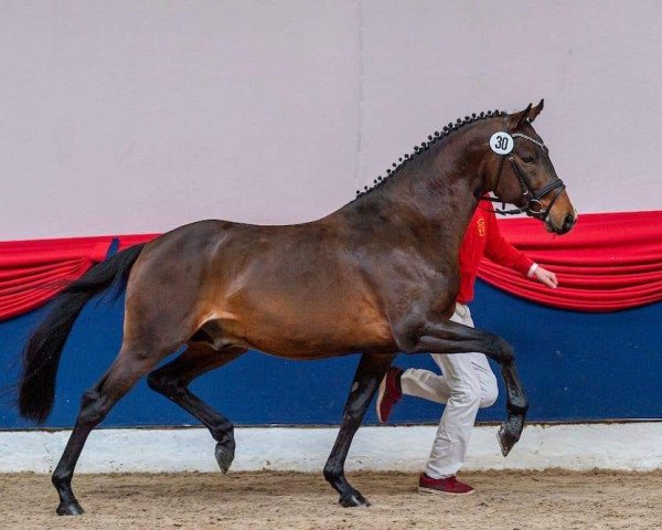 stallion Venustas Cool Edition (German Riding Pony, 2014, from Cosmopolitan NRW)