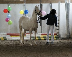 Zuchtstute Crema (Welsh Pony (Sek.B), 1997, von Orchard Limb-Lopper)