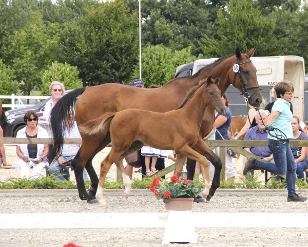dressage horse Siliciana (Westphalian, 2017, from Sir Heinrich OLD)