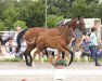 broodmare Siliciana (Westphalian, 2017, from Sir Heinrich OLD)