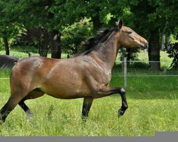 broodmare Catharina M (German Riding Pony, 2018, from Boss jun.)
