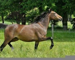 broodmare Catharina M (German Riding Pony, 2018, from Boss jun.)