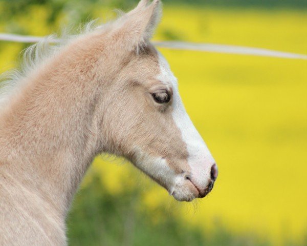 foal by Noble Fashion (German Riding Pony, 2025, from Noble Dance NRW)