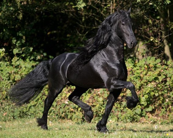 stallion Maurus 441 Sport (Friese, 2004, from Tsjalke 397)