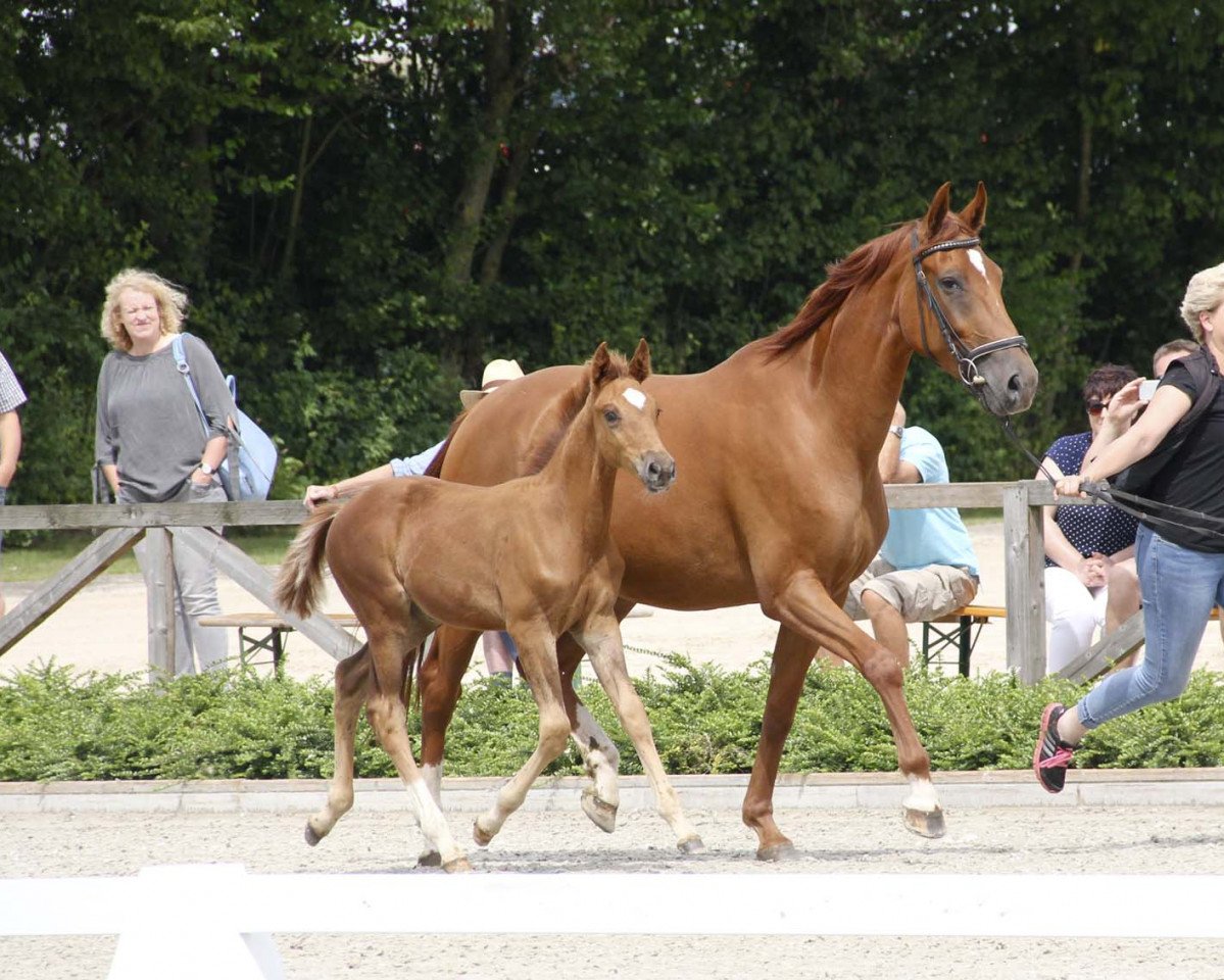 broodmare Sissi (Westphalian, 2013, from Sunday)