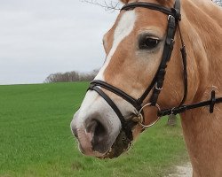 Dressurpferd Nico (Haflinger, 2002)