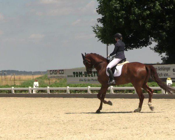 Reitturnier Dresden Gompitz 2025