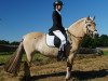 dressage horse Thora (Fjord Horse, 2012, from Timor)