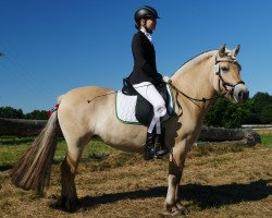 dressage horse Thora (Fjord Horse, 2012, from Timor)