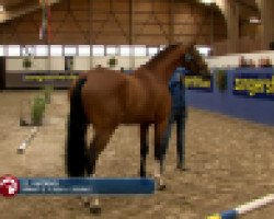 jumper Viatano (Oldenburg show jumper, 2017, from Diamant de Plaisir 178 FIN)