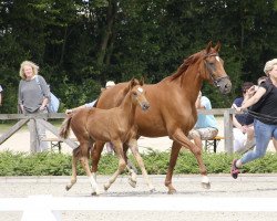 dressage horse Bonifacia (Westphalian, 2017, from Barbaresco)