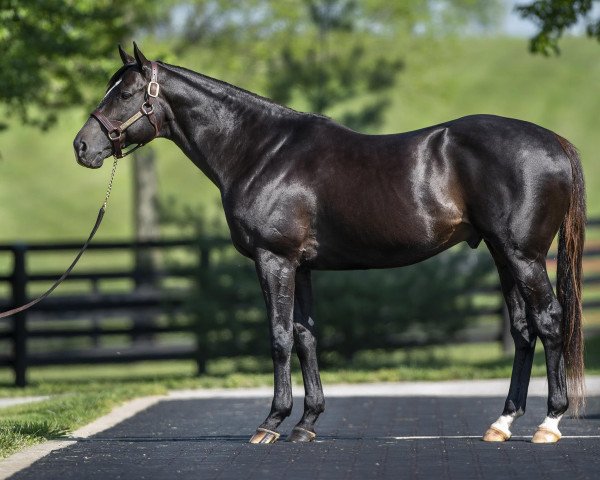 stallion Midnight Storm xx (Thoroughbred, 2011, from Pioneerof The Nile xx)