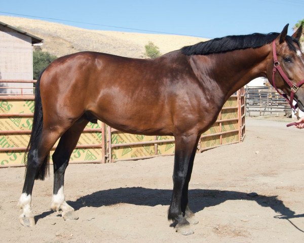 stallion Kisme Blue (KWPN (Royal Dutch Sporthorse), 2015, from Zirocco Blue)