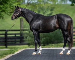 stallion Not This Time xx (Thoroughbred, 2014, from Giant's Causeway xx)