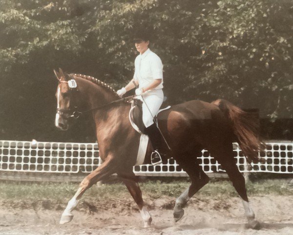 horse Adrill 3 (Westphalian, 1978, from Argwohn I)