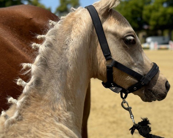 Fohlen von Captain Casimir (Deutsches Reitpony, 2025, von Cadlanvalley Sir Ivanhoe)