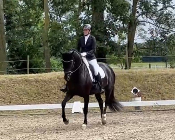 dressage horse PBM Fairy Tale (German Sport Horse, 2019, from Birkhof's Fair Game OLD)