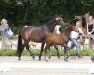 dressage horse First Lady W 4 (Westphalian, 2017, from Flashdance)