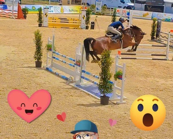 jumper Nixon Blue (KWPN (Royal Dutch Sporthorse), 2018, from Zirocco Blue)