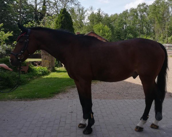 dressage horse Leuns Veld's Ralph (Nederlands Welsh Ridepony, 2002, from Rietheim's Walter)
