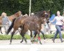 broodmare Loretta (Oldenburg, 2010, from Christ)