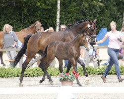 broodmare Loretta (Oldenburg, 2010, from Christ)