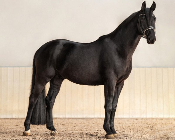 stallion Duke Noir (Hanoverian, 2012, from De Niro)