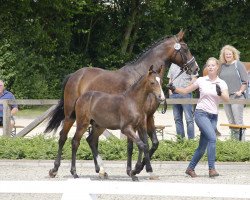 dressage horse Maat Karl (Westphalian, 2017, from DSP Marc Cain)