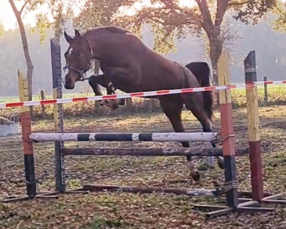 broodmare Diamant's Pialotta JMP (Oldenburg show jumper, 2018, from Diamant de Plaisir)