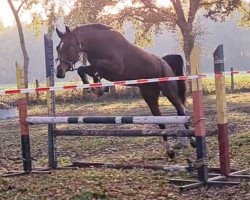 broodmare Diamant's Pialotta JMP (Oldenburg show jumper, 2018, from Diamant de Plaisir 178 FIN)