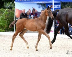 dressage horse Van Paradieso JMP (Oldenburg, 2019, from Van Primero)