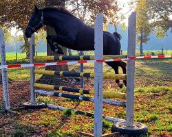 Zuchtstute Cadeau's Piamin (Deutsches Sportpferd, 2015, von Cadeau Noir)