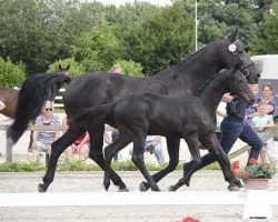 broodmare Sedna (Westphalian, 2004, from Sir Bedo)