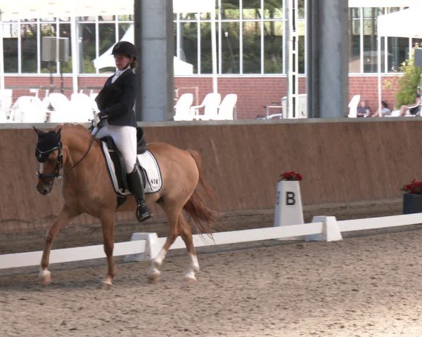 Reitturnier Langenfeld 2025