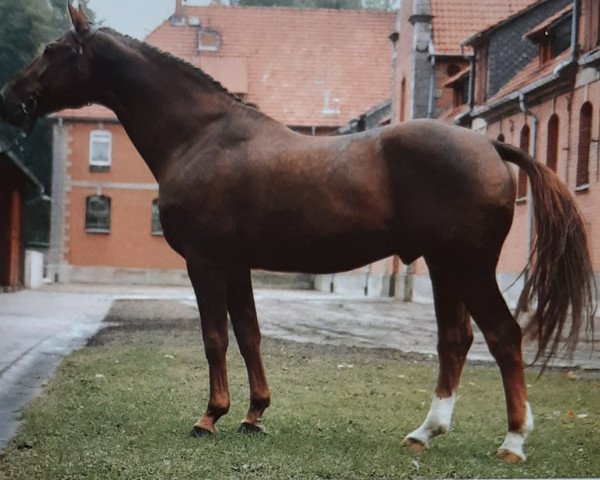 stallion Woermann (Hanoverian, 1971, from Woehler)