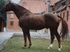 stallion Woermann (Hanoverian, 1971, from Woehler)