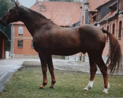 stallion Woermann (Hanoverian, 1971, from Woehler)