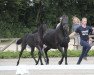 dressage horse Hengst von Bossanova / Sir Bedo (Westphalian, 2017, from Bossanova 28)