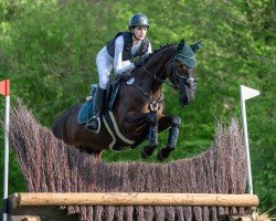 jumper Keep your distance (Hanoverian, 2018, from Karajan)