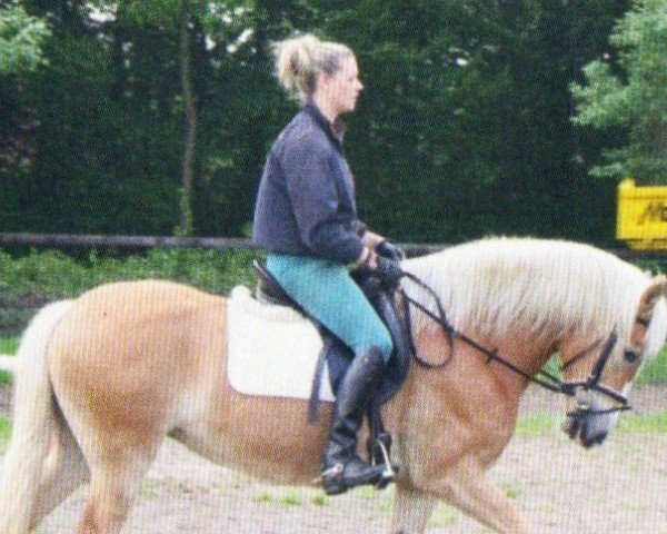 Zuchtstute Nena (Haflinger, 2005, von Nevio)