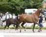 dressage horse Bellantines Diva (Westphalian, 2017, from Bossanova 28)