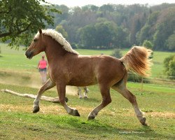 broodmare Malta (Rhenish-German Cold-Blood, 2017, from Clarant II)