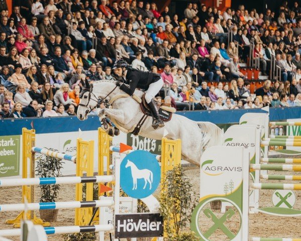 jumper Enzo de Coquerie (Selle Français, 2014, from Malito de Reve)