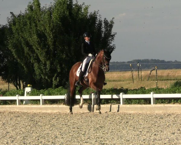 Reitturnier Dresden Gompitz 2025