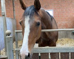 broodmare Olivia (Westphalian, 2006, from Polytraum)